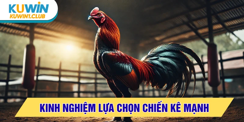 đá gà thomo kinh nghiệm