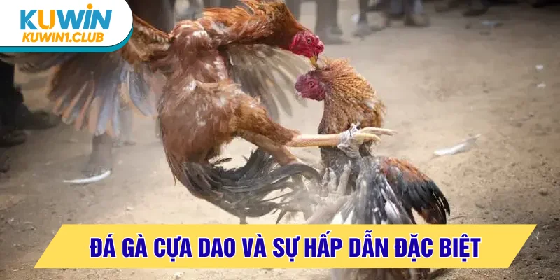 Giải mã sự hấp dẫn của đá gà cựa dao